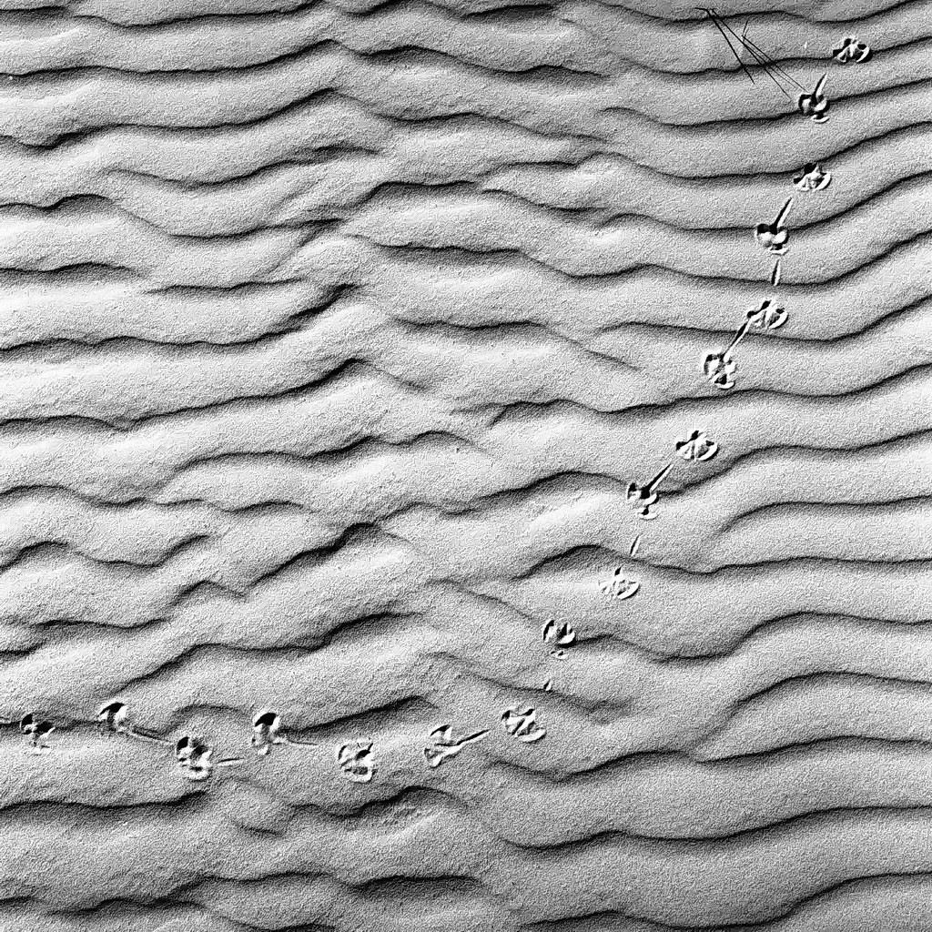 strukturen am meer, kniepsand, amrum 2003, schwarz-weiß
