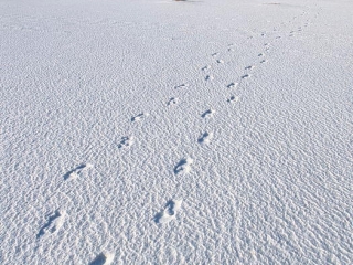 amrum, dünen + kniepsand im winter 2006