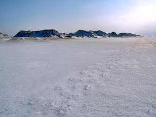 amrum, dünen + kniepsand im winter 2006