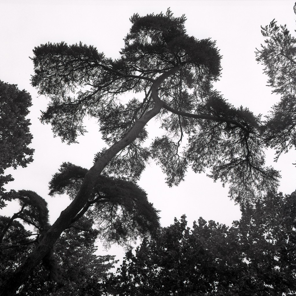 bäume am kum-gang, kongju, südkorea 1991