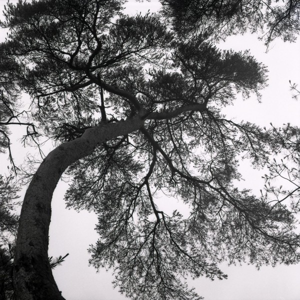 bäume am kum-gang, kongju, südkorea 1991