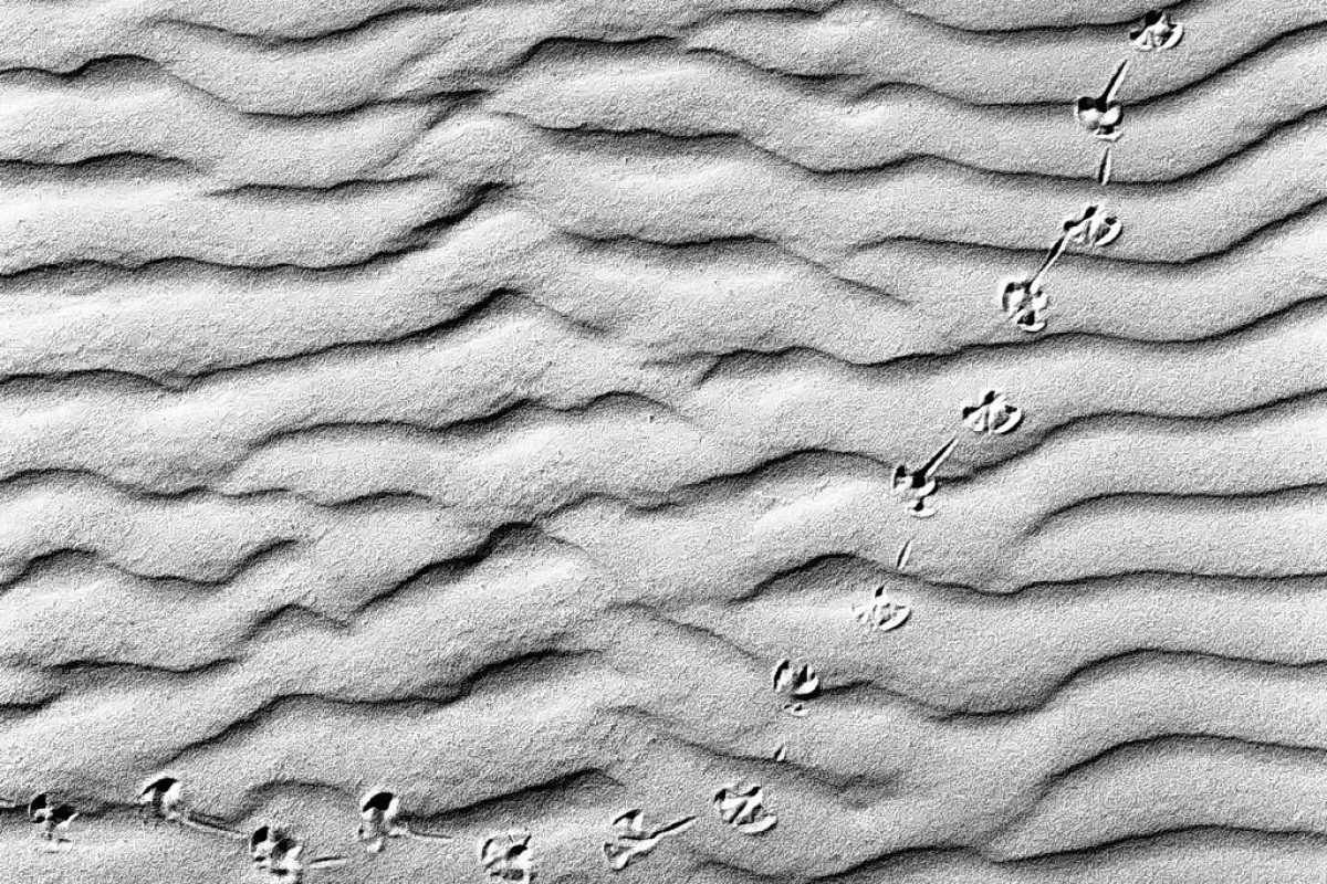 strukturen am meer, kniepsand, amrum 2003, schwarz-weiß