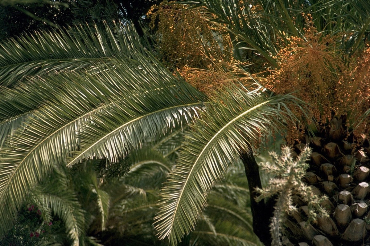 in den bahai-gärten, haifa, israel 1978