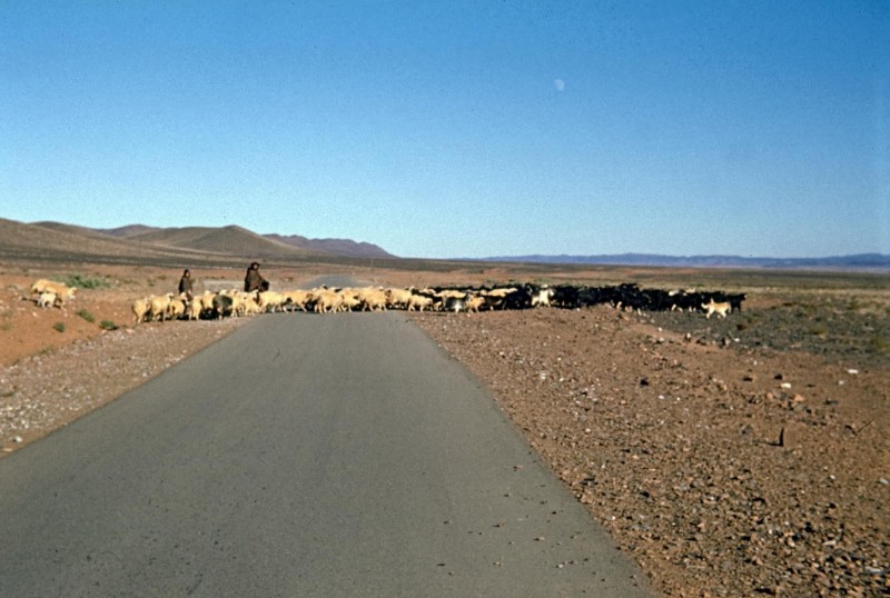 schafherde im großen süden, marokko 1969
