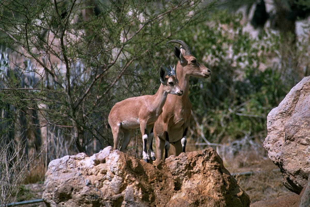 steinböcke in en gedi, israel 1978