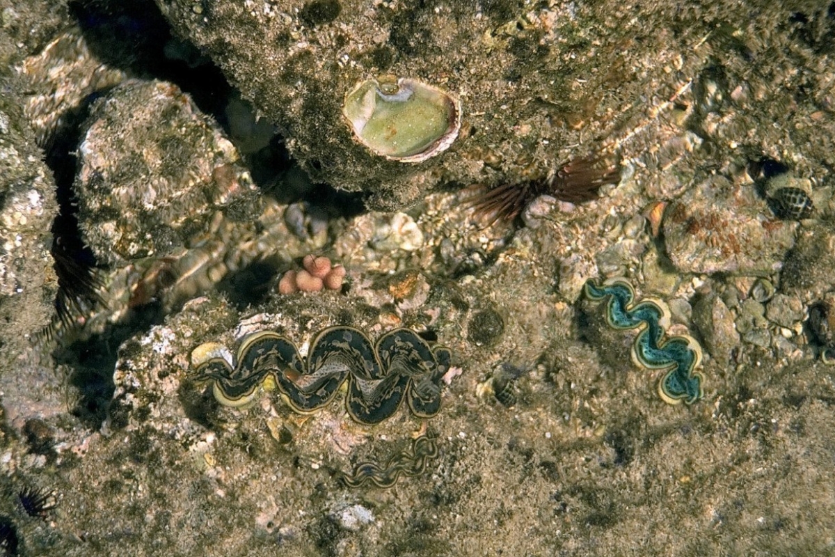 blick ins rote meer, muscheln und seeigel, eilat, golf von akaba, israel 1978