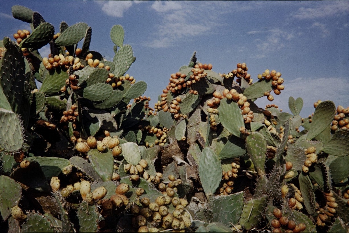 kakteenhecke, souk sebt bei rabat, marokko 1969