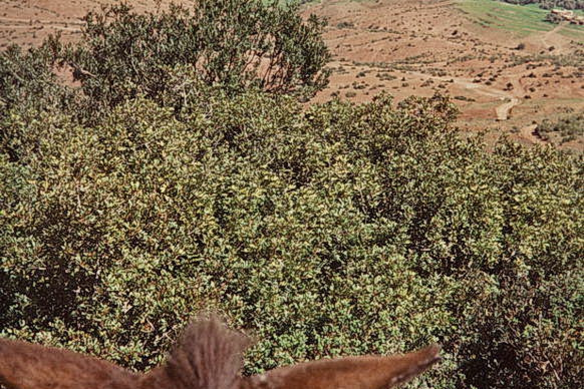 hoher atlas, marokko 1968