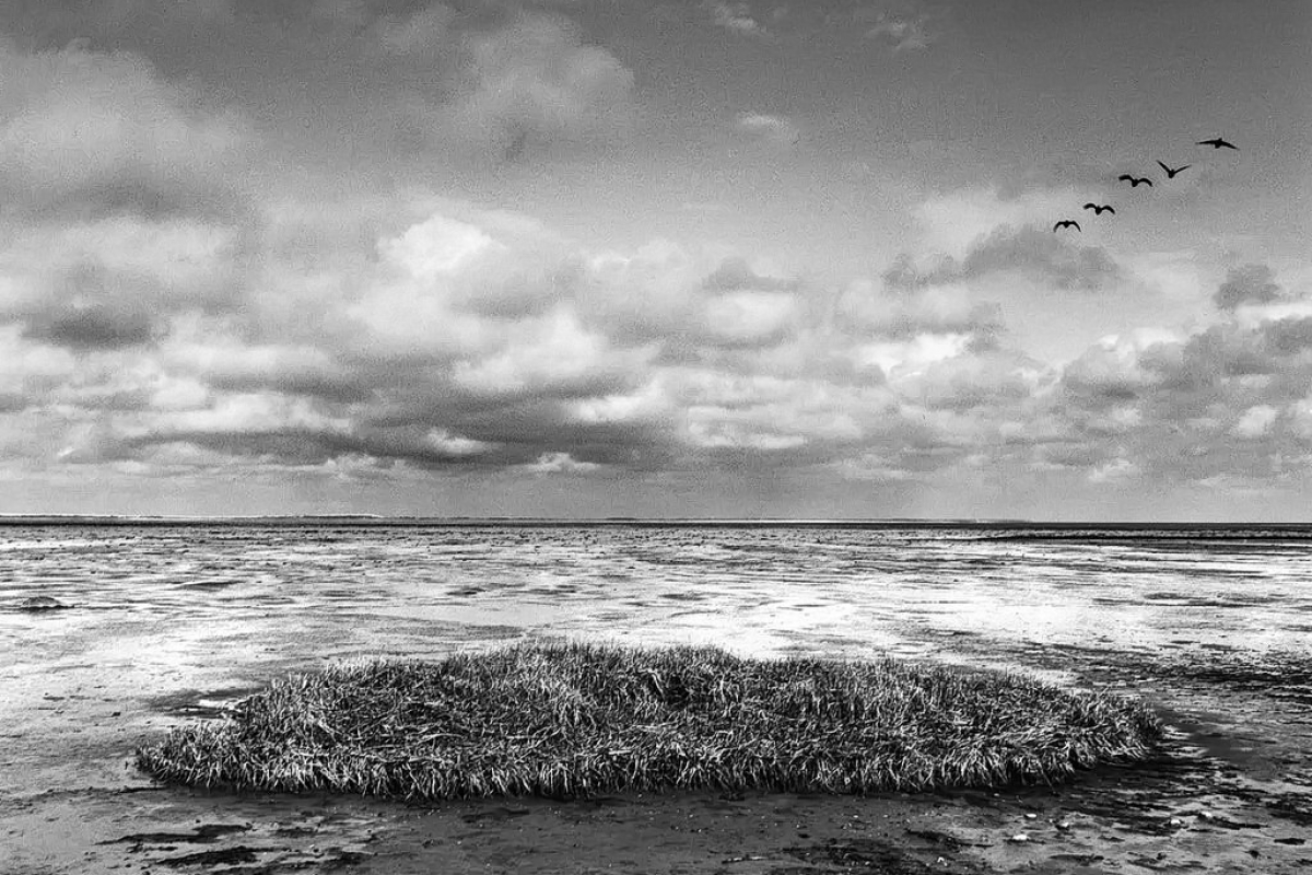 am meer, amrum, watt, ebbe,  2003, schwarz-weiß